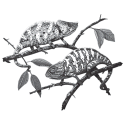 CHAMELEON II 14717SA4.gif